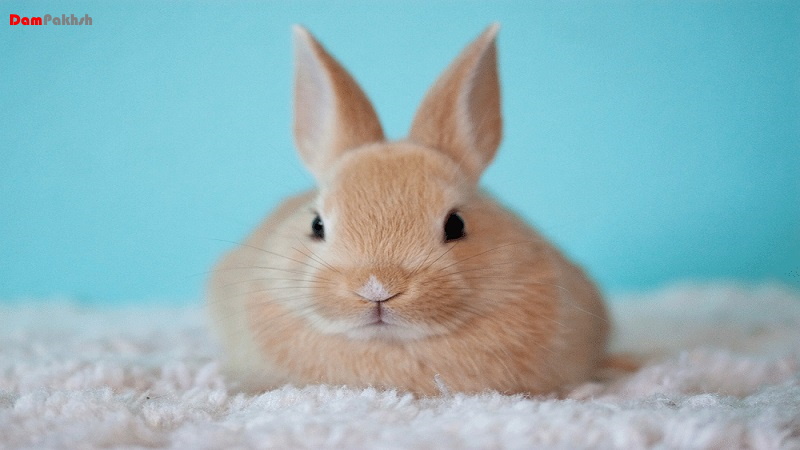 انتخاب نام زیبا برای خرگوش نر | مجله اینترنتی دام پخش