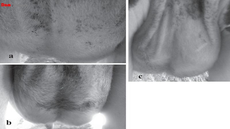 Urticaria on the caudal surface of the mammary gland, a-immediately after the intramsucular injection of penicillin-streptomycin, b-20h after treatment, c-40h after treatment.note the decrease in redness from a to c.