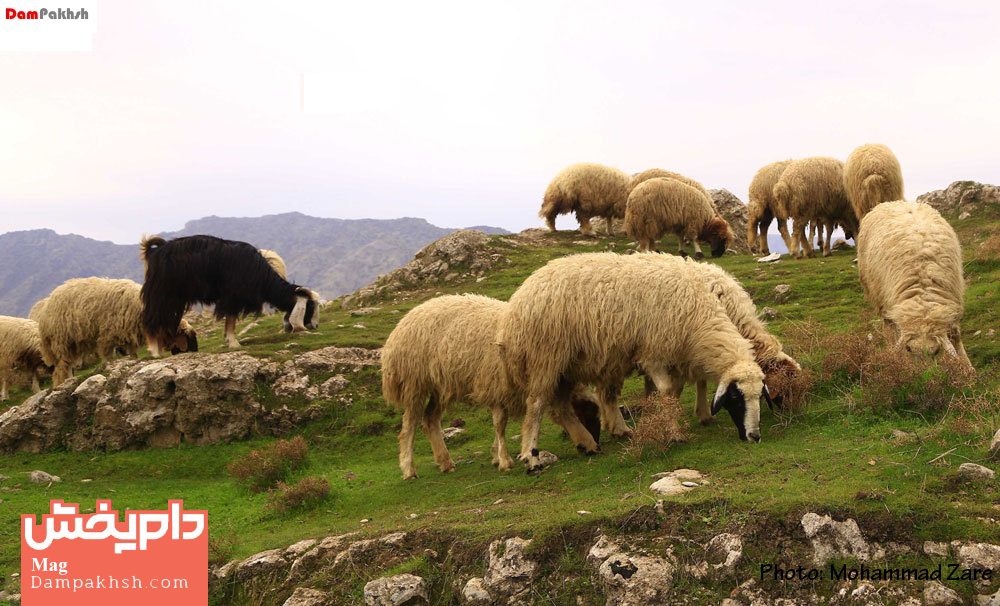 کمبود مس در گوسفندان