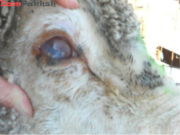کراتوکونژکتیویت ناشی از مایکوپلاسموز در گوسفند