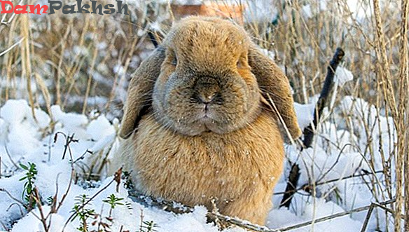 نگه داری از خرگوش در فصل سرما