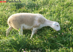 بررسی سقط جنین ناشی از توکسو پلاسما  در گوسفند و بز و راههای پیشگیری و درمان