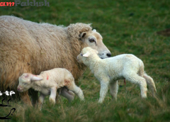 بررسی سقط  جنین بروسلایی در گوسفند و بز
