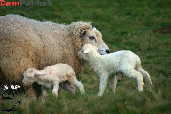 سقط جنین بروسلایی در گوسفند و بز